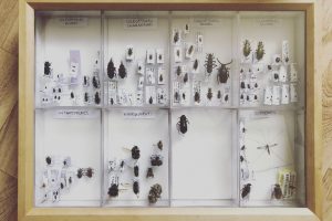 1-boite-entomologique-de-vulgarisation-avec-des-sous-boites-pour-categoriser-