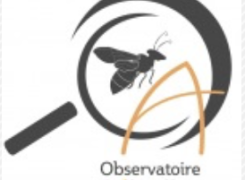 Observatoire des abeilles -MNHN